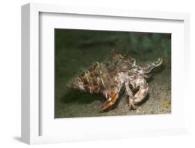 Anemone Hermit Crab Running across Sand in Green Light-Stocktrek Images-Framed Photographic Print