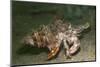Anemone Hermit Crab Running across Sand in Green Light-Stocktrek Images-Mounted Photographic Print