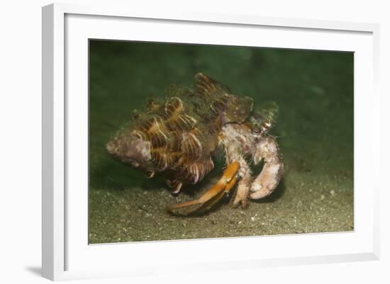 Anemone Hermit Crab Running across Sand in Green Light-Stocktrek Images-Framed Photographic Print