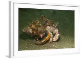 Anemone Hermit Crab Running across Sand in Green Light-Stocktrek Images-Framed Photographic Print