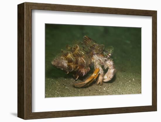 Anemone Hermit Crab Running across Sand in Green Light-Stocktrek Images-Framed Photographic Print