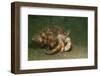Anemone Hermit Crab Running across Sand in Green Light-Stocktrek Images-Framed Photographic Print