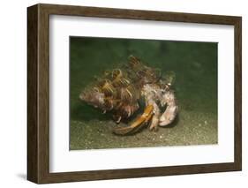 Anemone Hermit Crab Running across Sand in Green Light-Stocktrek Images-Framed Photographic Print