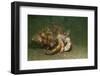 Anemone Hermit Crab Running across Sand in Green Light-Stocktrek Images-Framed Photographic Print