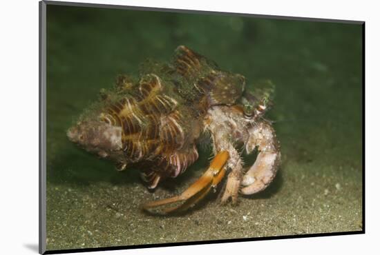 Anemone Hermit Crab Running across Sand in Green Light-Stocktrek Images-Mounted Photographic Print