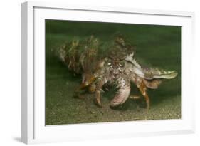 Anemone Hermit Crab Running across Sand in Green Light-Stocktrek Images-Framed Photographic Print