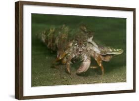 Anemone Hermit Crab Running across Sand in Green Light-Stocktrek Images-Framed Photographic Print