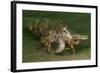 Anemone Hermit Crab Running across Sand in Green Light-Stocktrek Images-Framed Photographic Print