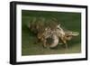 Anemone Hermit Crab Running across Sand in Green Light-Stocktrek Images-Framed Photographic Print