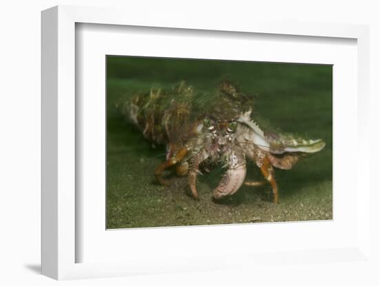 Anemone Hermit Crab Running across Sand in Green Light-Stocktrek Images-Framed Photographic Print