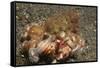 Anemone Hermit Crab-Hal Beral-Framed Stretched Canvas