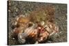 Anemone Hermit Crab-Hal Beral-Stretched Canvas