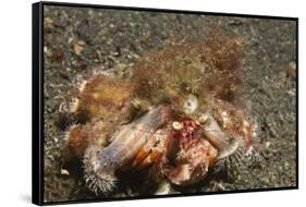 Anemone Hermit Crab-Hal Beral-Framed Stretched Canvas