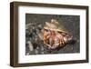 Anemone Hermit Crab-Hal Beral-Framed Photographic Print