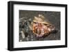 Anemone Hermit Crab-Hal Beral-Framed Photographic Print