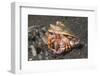 Anemone Hermit Crab-Hal Beral-Framed Photographic Print