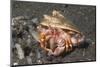 Anemone Hermit Crab-Hal Beral-Mounted Photographic Print