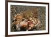 Anemone Hermit Crab-Hal Beral-Framed Photographic Print