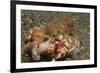 Anemone Hermit Crab-Hal Beral-Framed Photographic Print