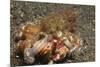 Anemone Hermit Crab-Hal Beral-Mounted Photographic Print