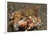 Anemone Hermit Crab-Hal Beral-Framed Photographic Print