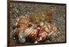 Anemone Hermit Crab-Hal Beral-Framed Photographic Print