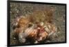 Anemone Hermit Crab-Hal Beral-Framed Photographic Print