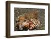 Anemone Hermit Crab-Hal Beral-Framed Photographic Print