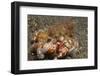 Anemone Hermit Crab-Hal Beral-Framed Photographic Print