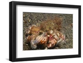 Anemone Hermit Crab-Hal Beral-Framed Photographic Print