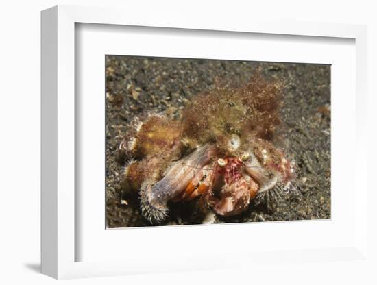 Anemone Hermit Crab-Hal Beral-Framed Photographic Print