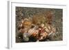 Anemone Hermit Crab-Hal Beral-Framed Photographic Print