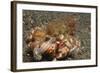 Anemone Hermit Crab-Hal Beral-Framed Photographic Print