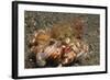 Anemone Hermit Crab-Hal Beral-Framed Photographic Print