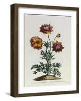 Anemone Hortensis Catifolia, from 'The British Herbal'-John Edwards-Framed Giclee Print