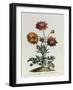 Anemone Hortensis Catifolia, from 'The British Herbal'-John Edwards-Framed Giclee Print