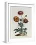 Anemone Hortensis Catifolia, from 'The British Herbal'-John Edwards-Framed Giclee Print