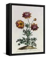 Anemone Hortensis Catifolia, from 'The British Herbal'-John Edwards-Framed Stretched Canvas