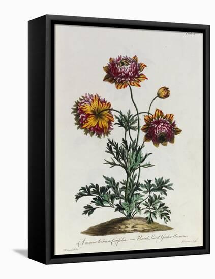 Anemone Hortensis Catifolia, from 'The British Herbal'-John Edwards-Framed Stretched Canvas