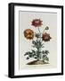 Anemone Hortensis Catifolia, from 'The British Herbal'-John Edwards-Framed Giclee Print