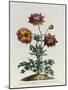 Anemone Hortensis Catifolia, from 'The British Herbal'-John Edwards-Mounted Giclee Print