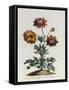 Anemone Hortensis Catifolia, from 'The British Herbal'-John Edwards-Framed Stretched Canvas