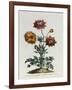 Anemone Hortensis Catifolia, from 'The British Herbal'-John Edwards-Framed Giclee Print