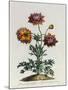 Anemone Hortensis Catifolia, from 'The British Herbal'-John Edwards-Mounted Giclee Print