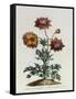 Anemone Hortensis Catifolia, from 'The British Herbal'-John Edwards-Framed Stretched Canvas