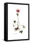 Anemone hortensis, Flora Graeca-Ferdinand Bauer-Framed Stretched Canvas