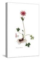 Anemone hortensis, Flora Graeca-Ferdinand Bauer-Stretched Canvas