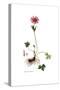 Anemone hortensis, Flora Graeca-Ferdinand Bauer-Stretched Canvas