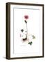 Anemone hortensis, Flora Graeca-Ferdinand Bauer-Framed Giclee Print