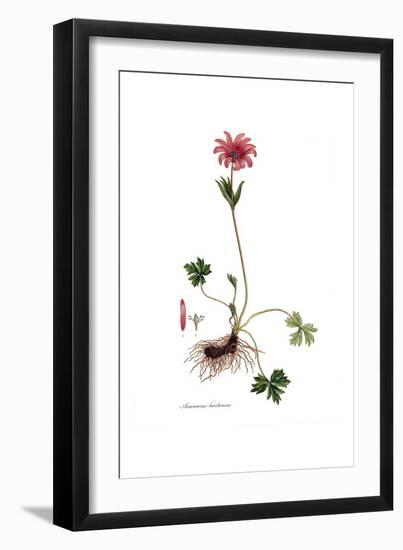 Anemone hortensis, Flora Graeca-Ferdinand Bauer-Framed Giclee Print